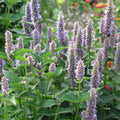 Agastache fenouil