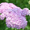 Achillea millefolium Apfelblute