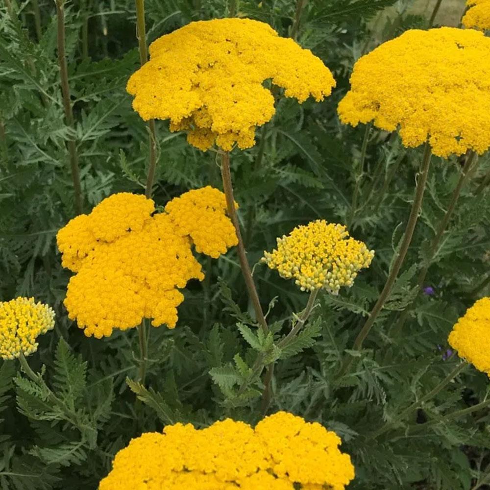 Achillea Coronation Gold