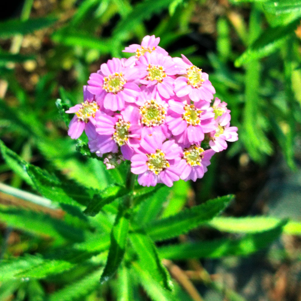 Achillea sibirica Love Parade