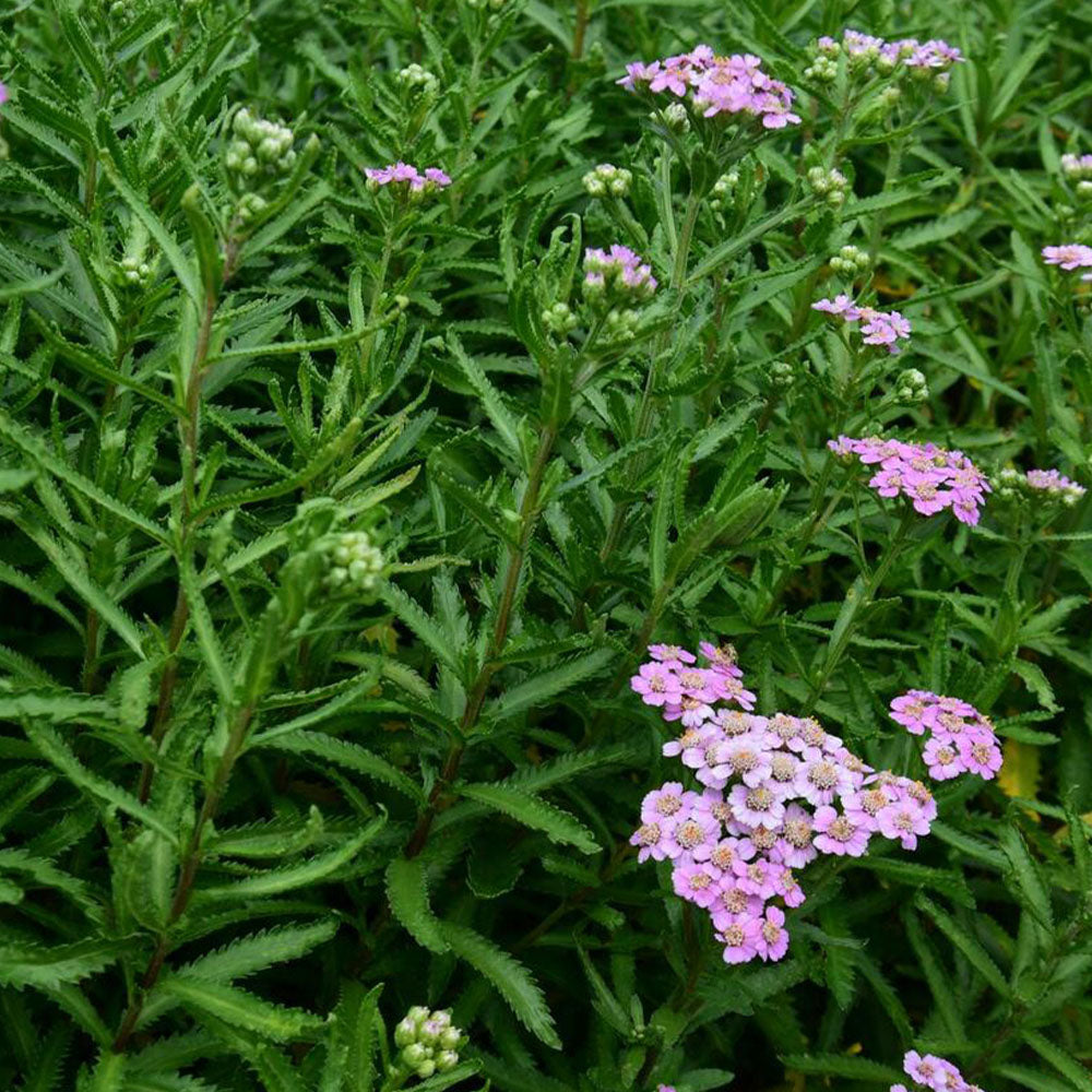 Achillea sibirica Love Parade 