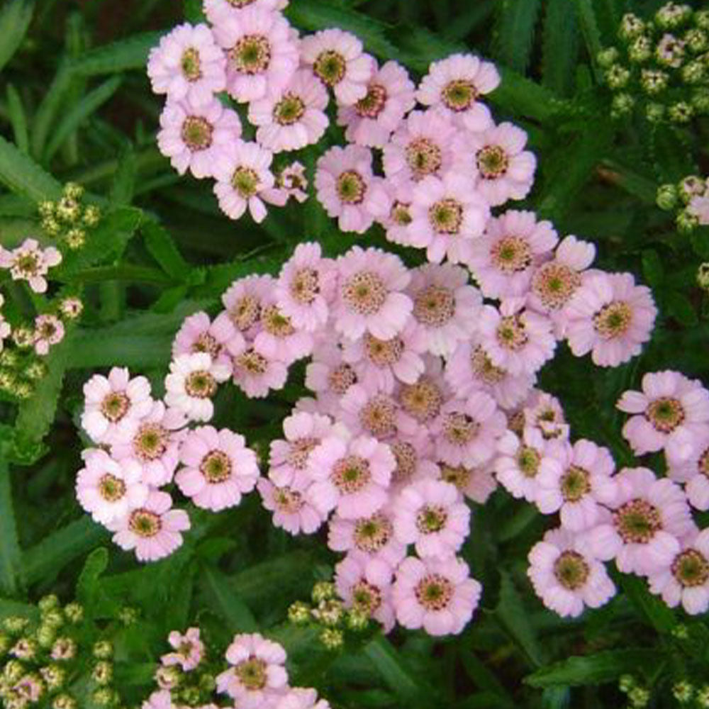 Achillea sibirica Love Parade 