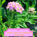 Achillea sibirica Love Parade