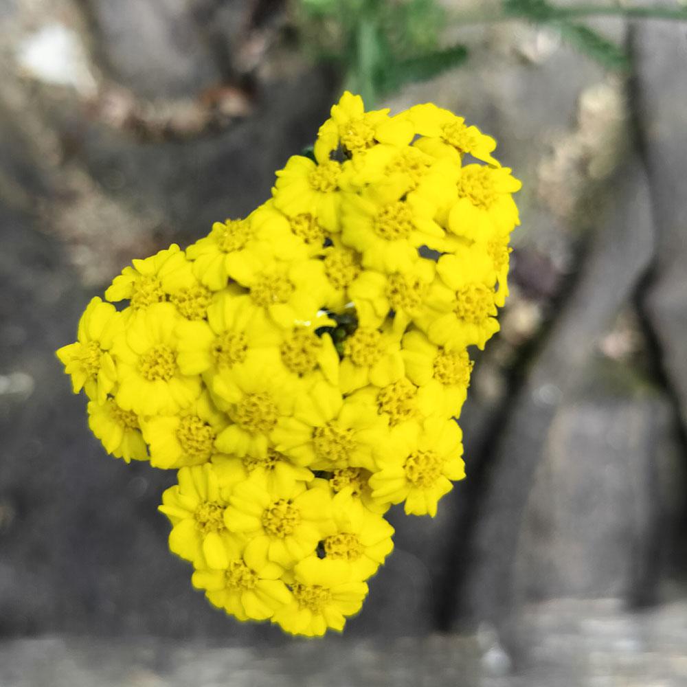 Achillea Little Moonshine 