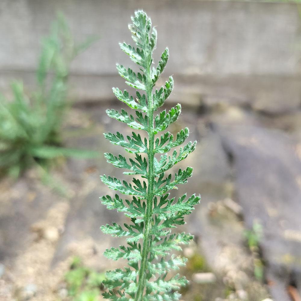 Achillea Little Moonshine