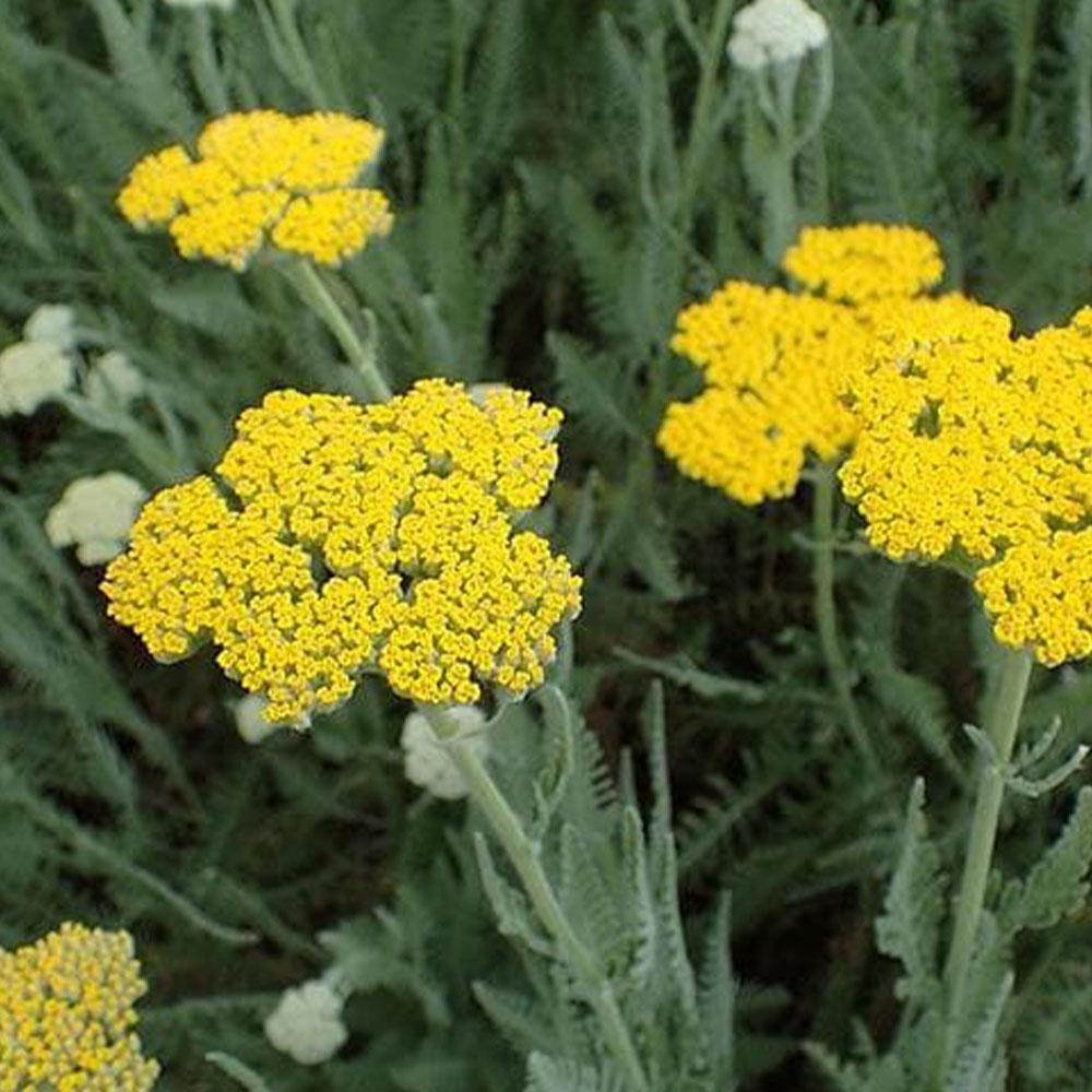 Achillea Little Moonshine