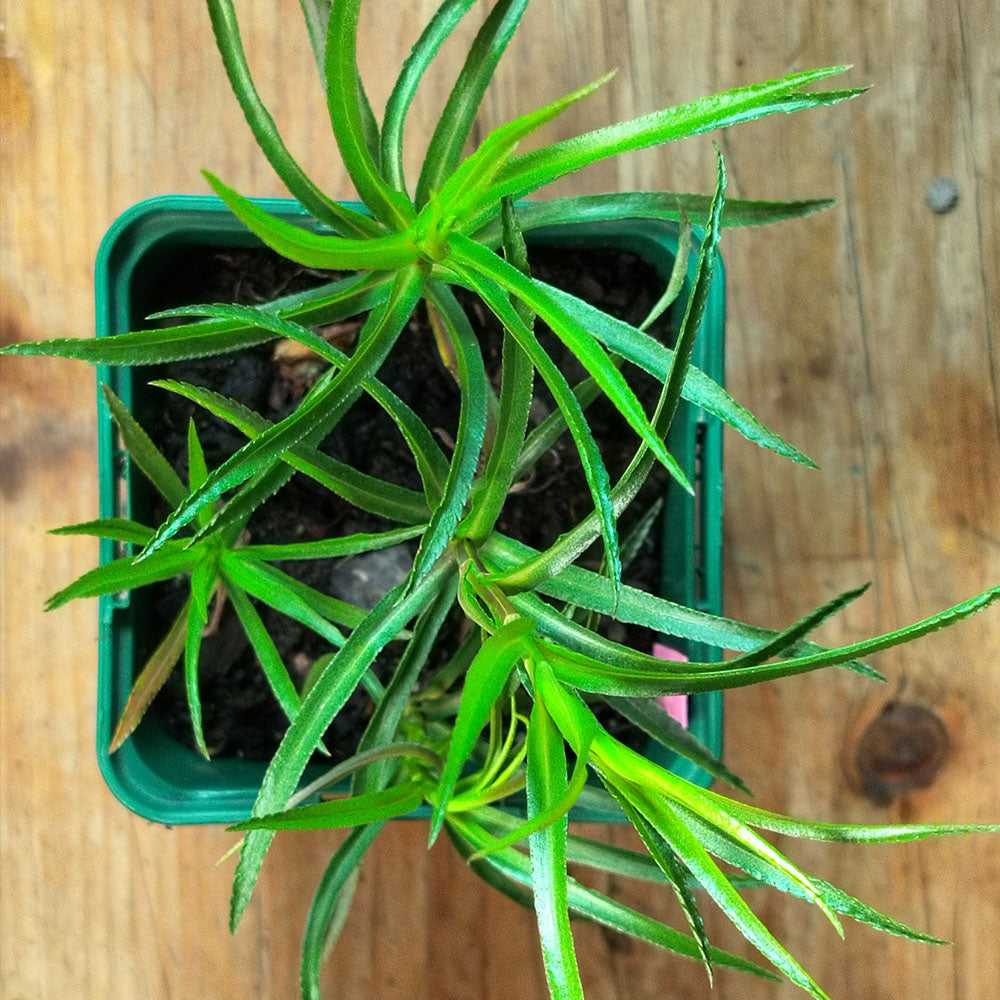 Achillea ptarmica Boule de Neige