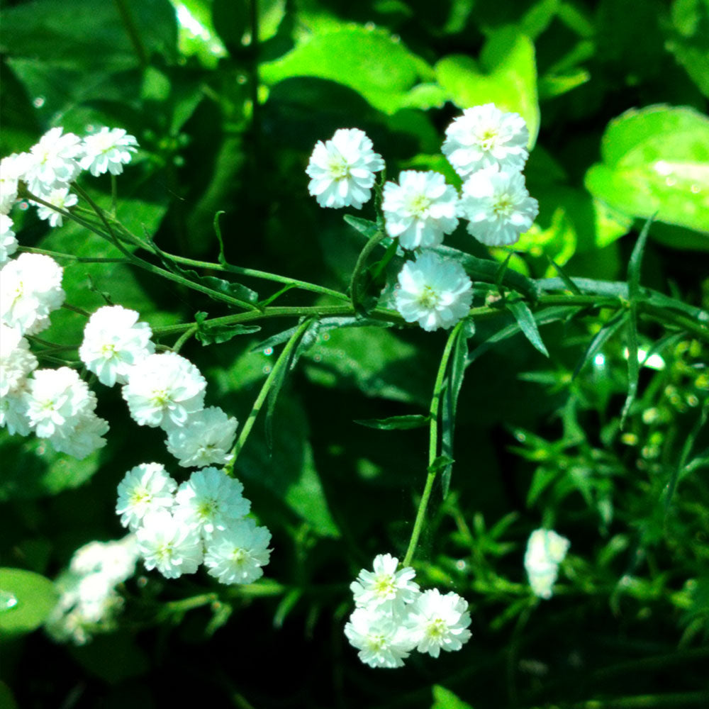 Achillea ptarmica Boule de Neige 