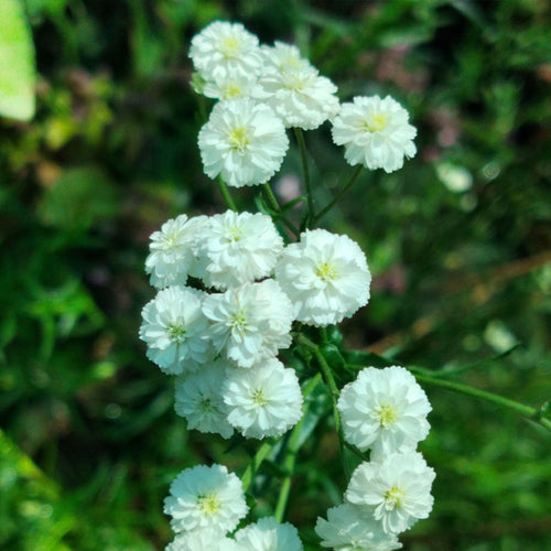 Achillea ptarmica Boule de Neige 