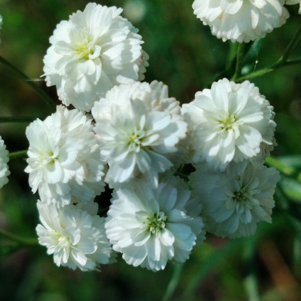 Achillea ptarmica Boule de Neige