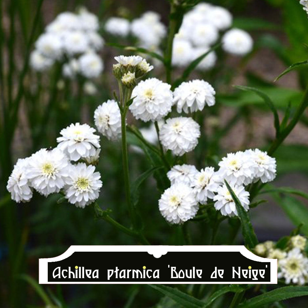 Achillea ptarmica Boule de Neige