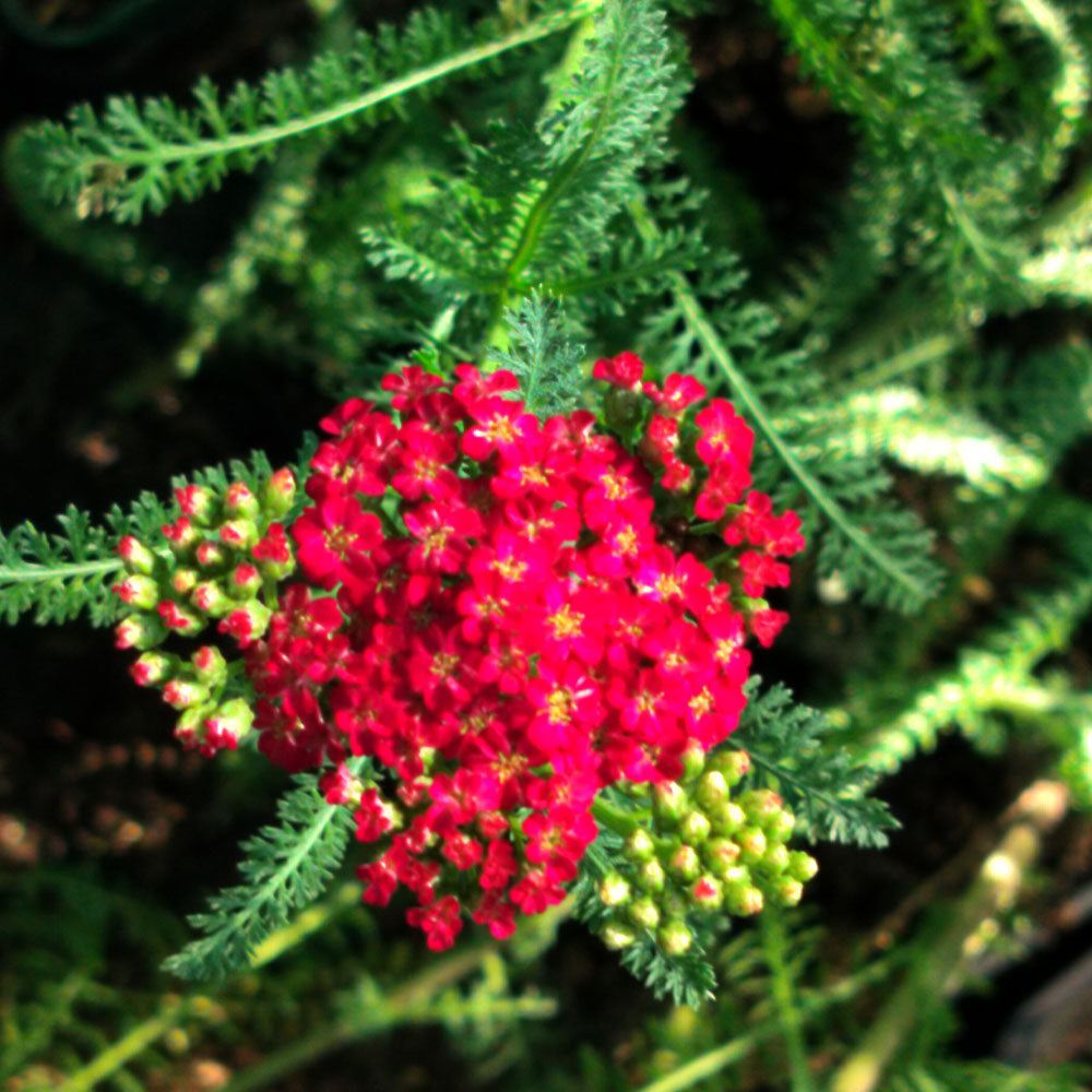 Achillea millefolium Red Velvet features clusters of deep red flowers with yellow centers atop green, fern-like foliage. Photographed from above in natural sunlight, this perennial brings vivid color and beauty to any garden.