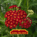 Achillea millefolium Red Velvet