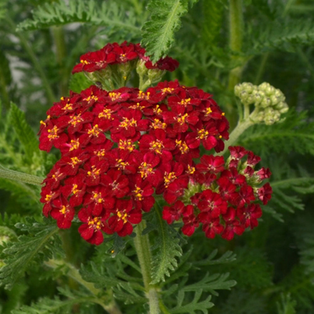 Achillea millefolium Red Velvet