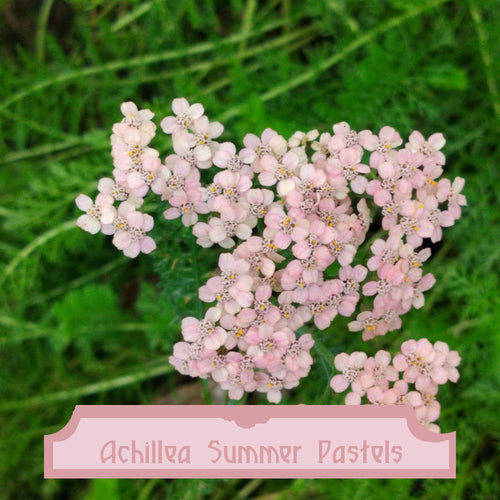 Achillea Summer Pastels