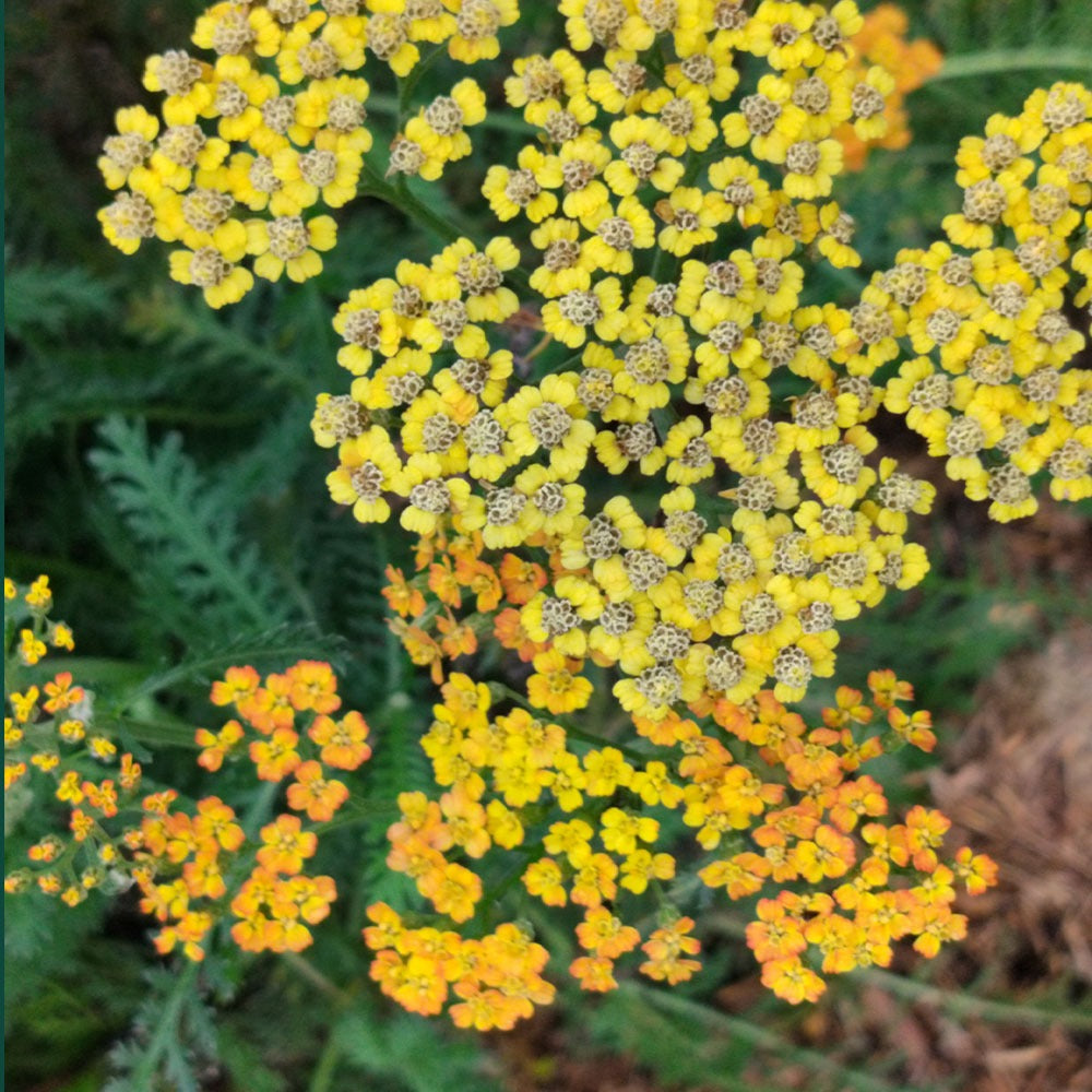 Achillea millefolium Terracotta