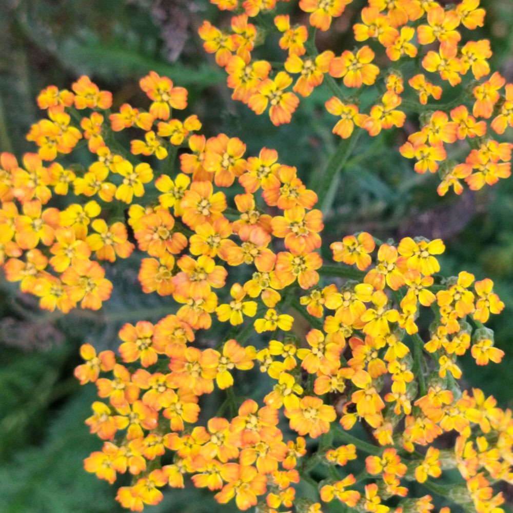 Achillea millefolium Terracotta