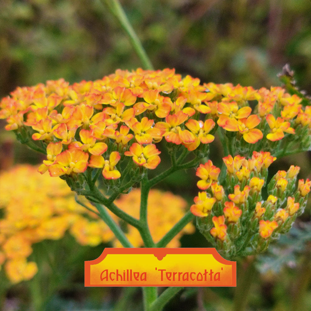 Achillea millefolium Terracotta