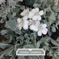 Achillea umbellata