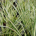 Acorus gramineus Variegatus