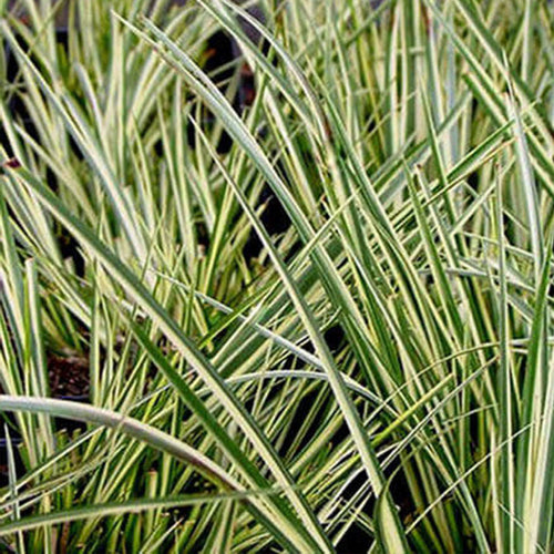 Acorus gramineus Variegatus