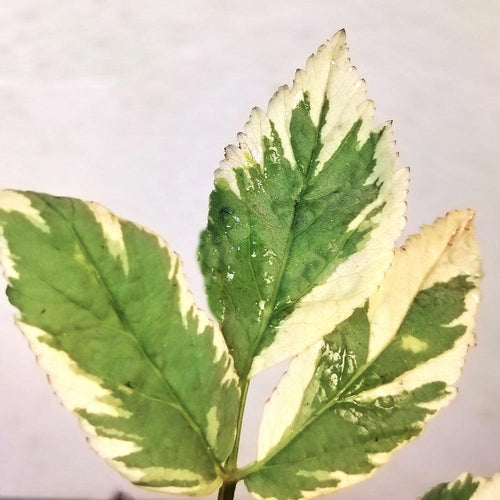 Aegopodium podagraria 'Variegata'