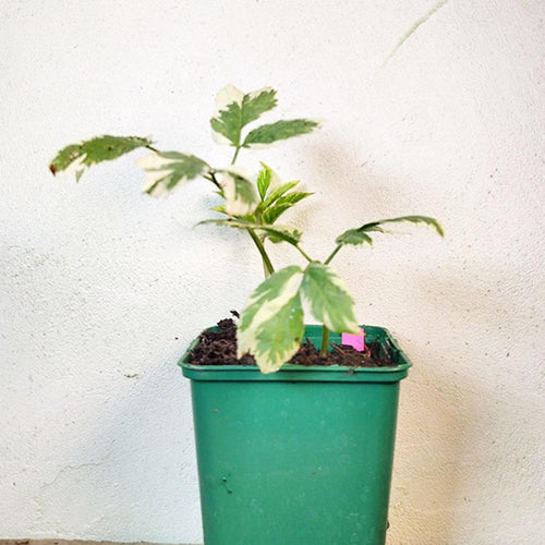 Aegopodium podagraria 'Variegata'