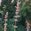 Agastache 'Pink Pop'
