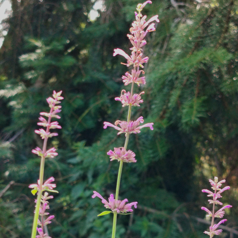 Agastache 'Pink Pop'