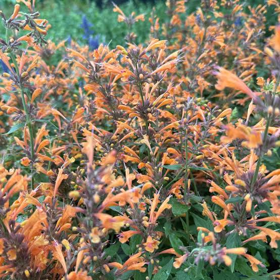 Agastache aurantiaca 'Apache Sunset'