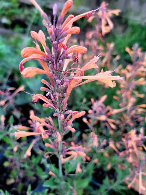 Agastache aurantiaca 'Lavender Martini'