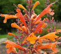 Agastache aurantiaca 'Navajo Sunset'