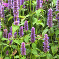 Agastache rugosa