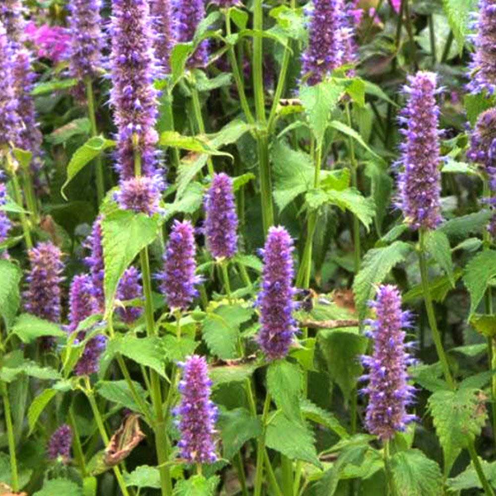 Agastache rugosa