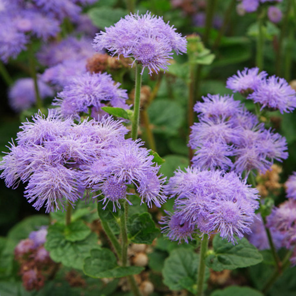 Ageratum houstonianum 'City Blue'