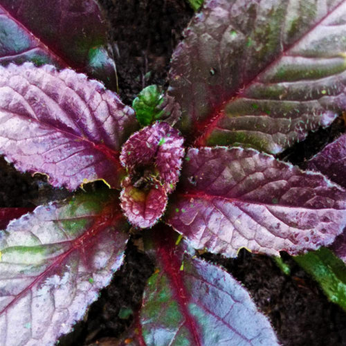 Ajuga reptans Atropurpurea