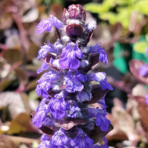 Ajuga reptans Atropurpurea