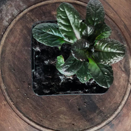 Ajuga reptans Purple Torch