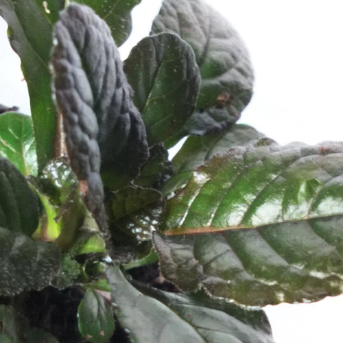 Ajuga reptans Purple Torch