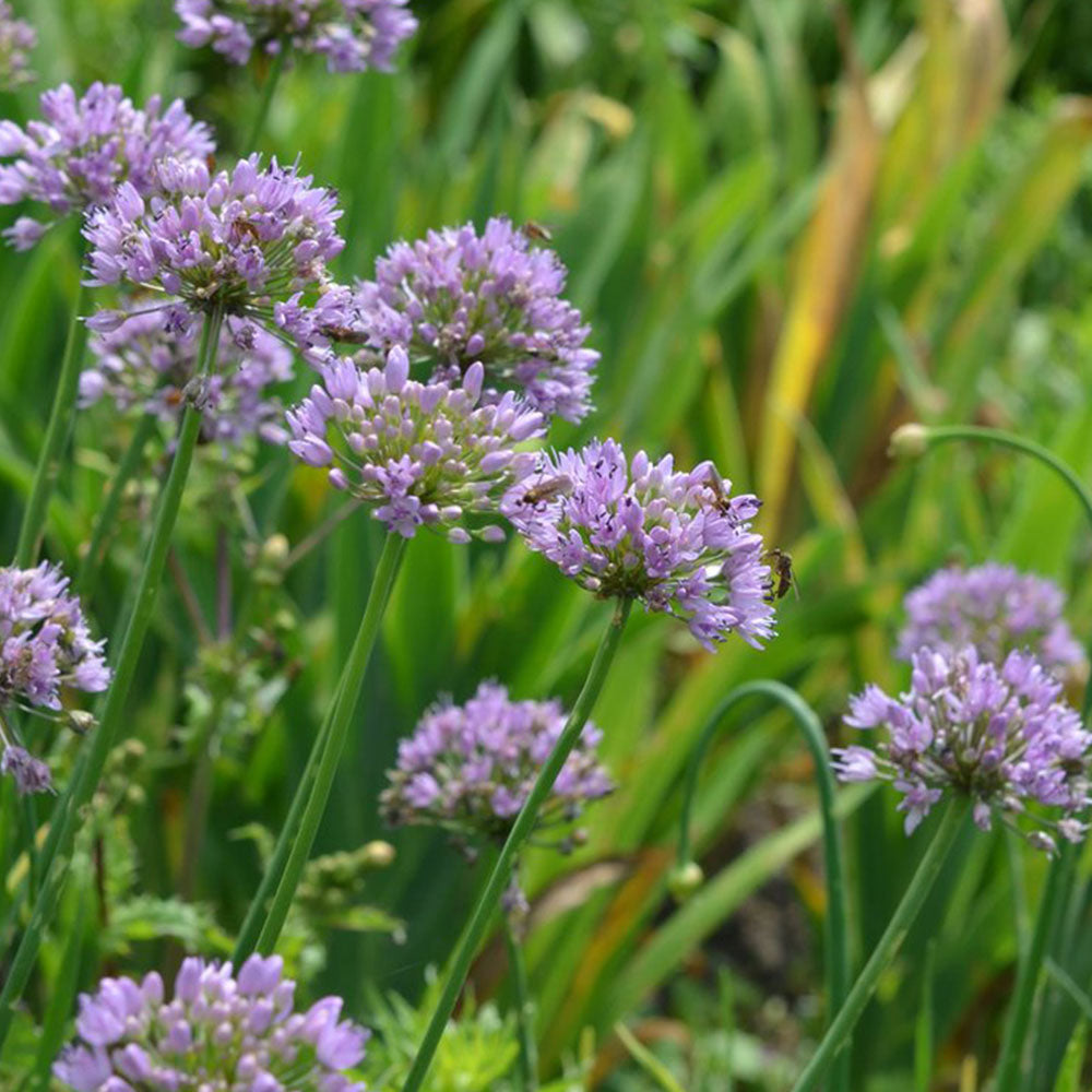 Allium senescens subsp. montanum
