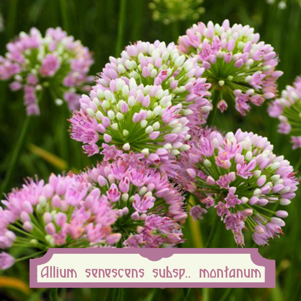 Allium montanum