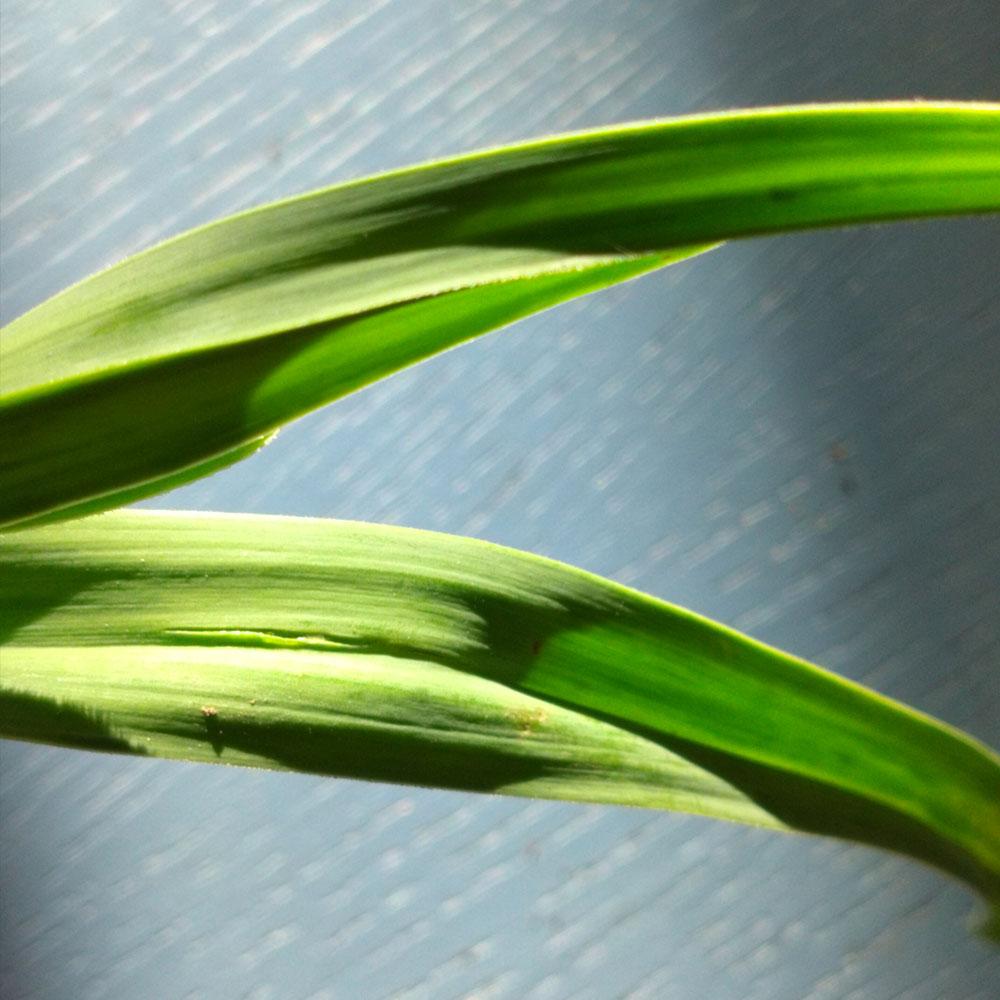 Allium ampeloprasum var. ampeloprasum