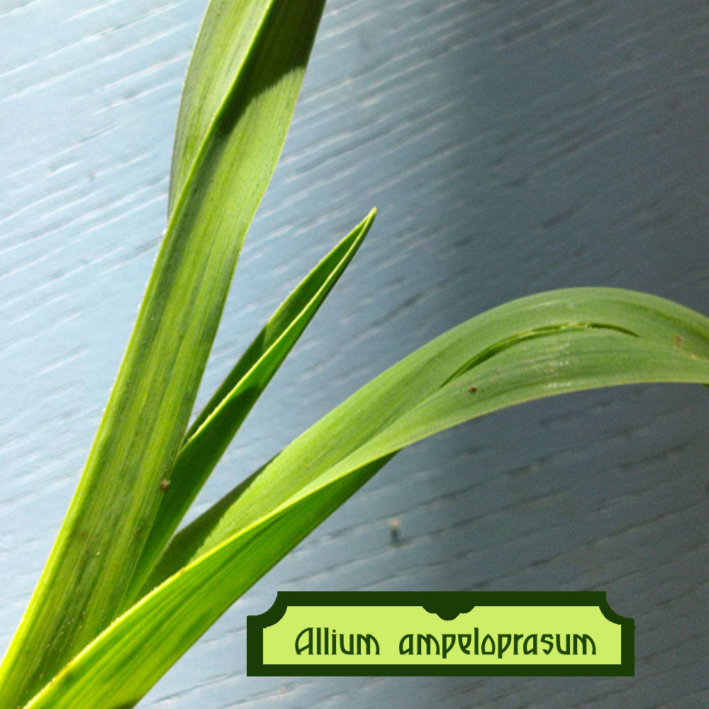 Allium ampeloprasum