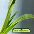 Allium ampeloprasum