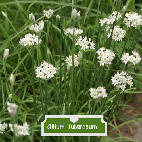 Allium tuberosum