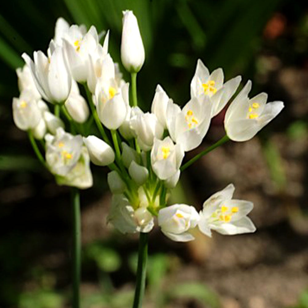 Allium roseum - Ail Rose