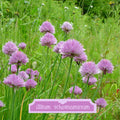 Allium schoenoprasum