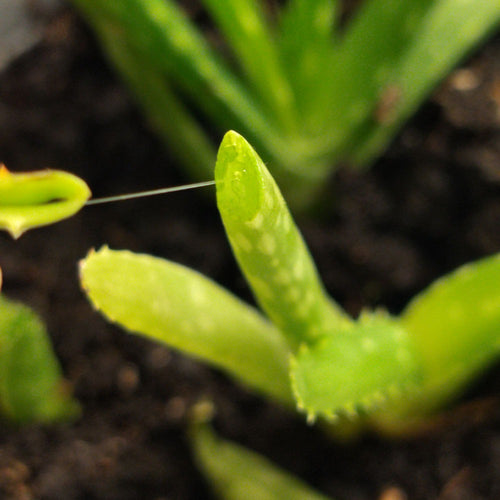 Aloe vera 