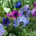 Anemone coronaria 'St Brigid'