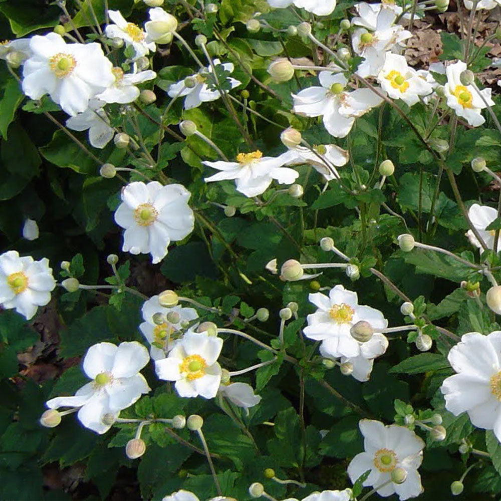 Anemone x hybrida 'Honorine Jobert'